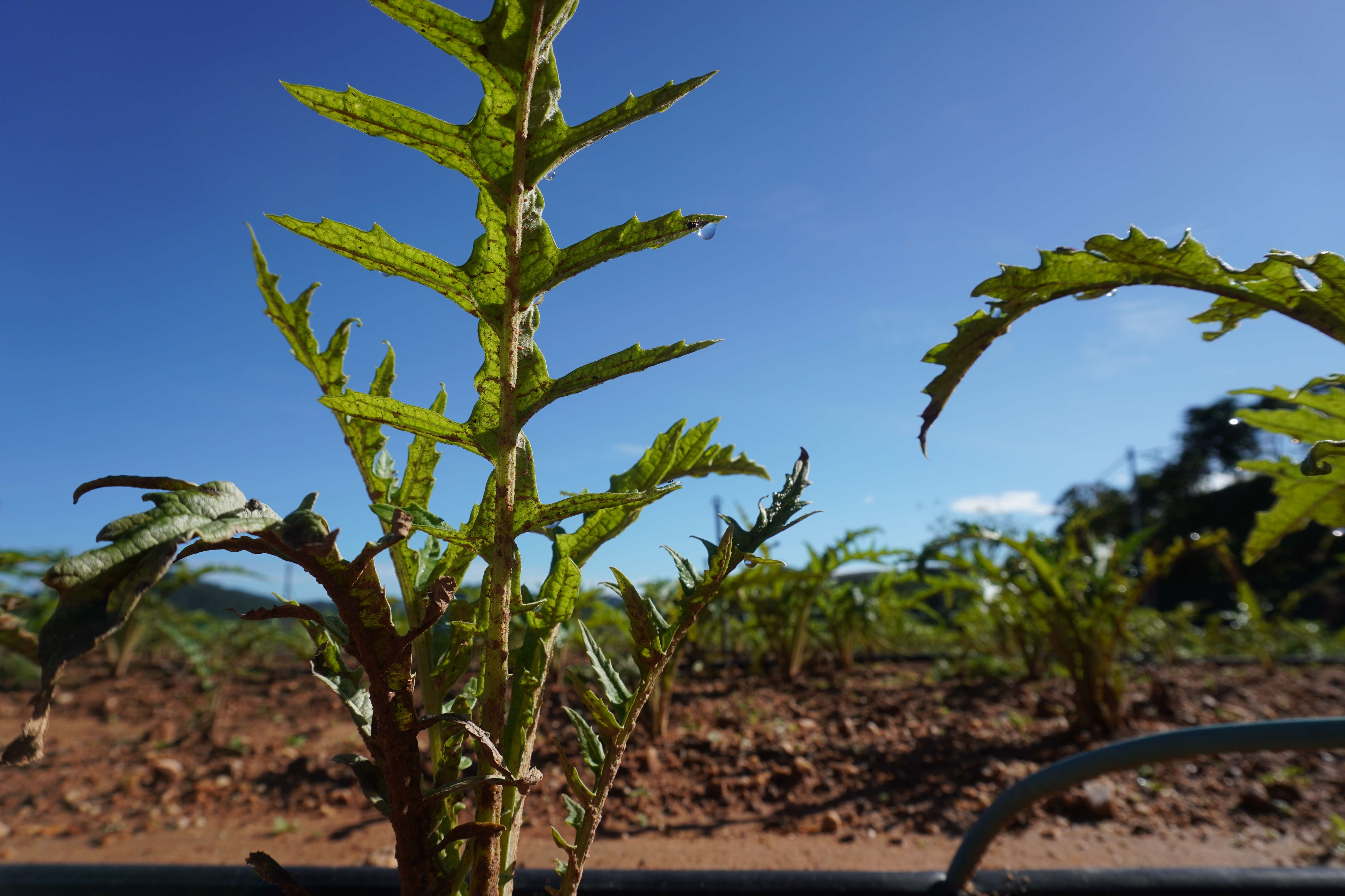 Vườn trồng actiso Vườn trồng actiso