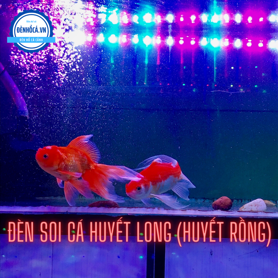 Đèn TANNING - SOI CÁ 112 cm cho cá Huyết Long, các loài cá màu ĐỎ, HỒNG, CAM