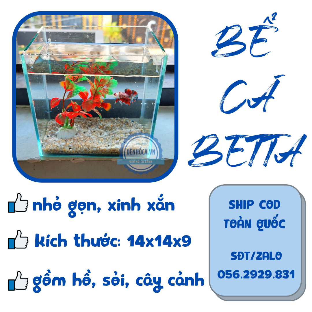 BỂ CÁ MINI BỂ CÁ BETTA đầy đủ phụ kiện