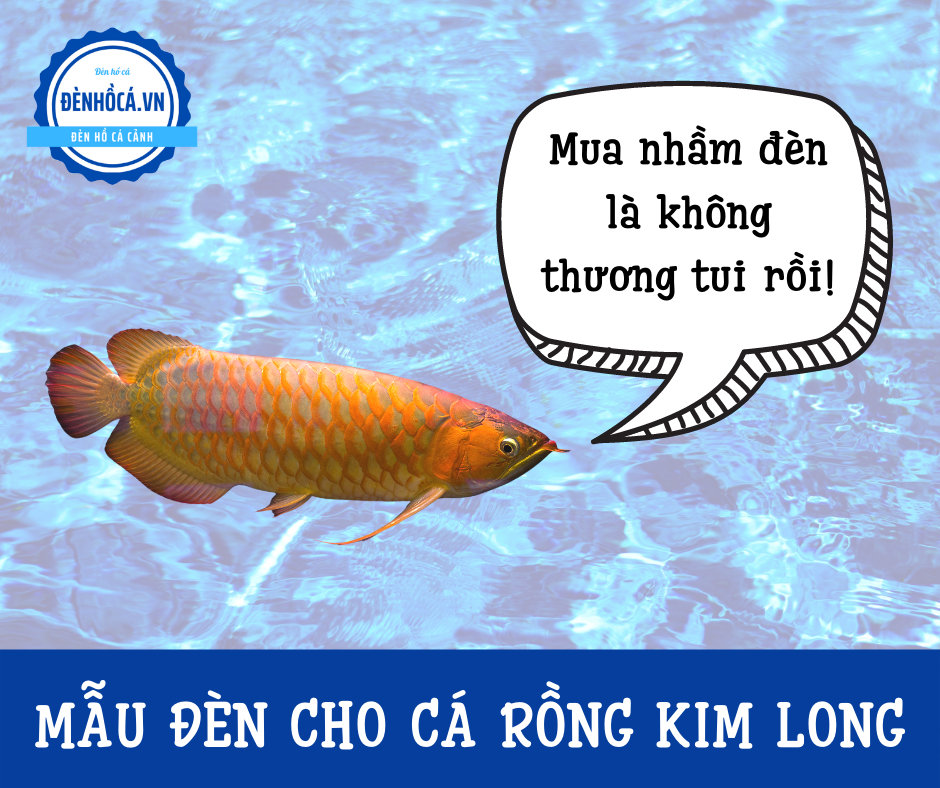 Đèn cho cá rồng kim long