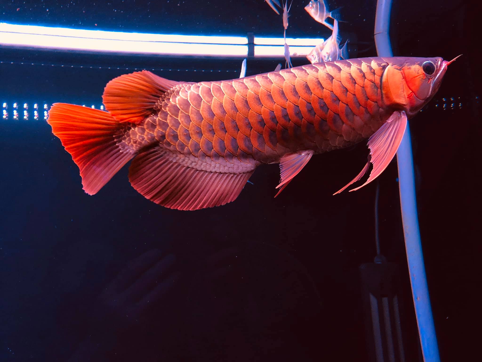 Đèn uv bể cá nên bật bao lâu thì tốt?