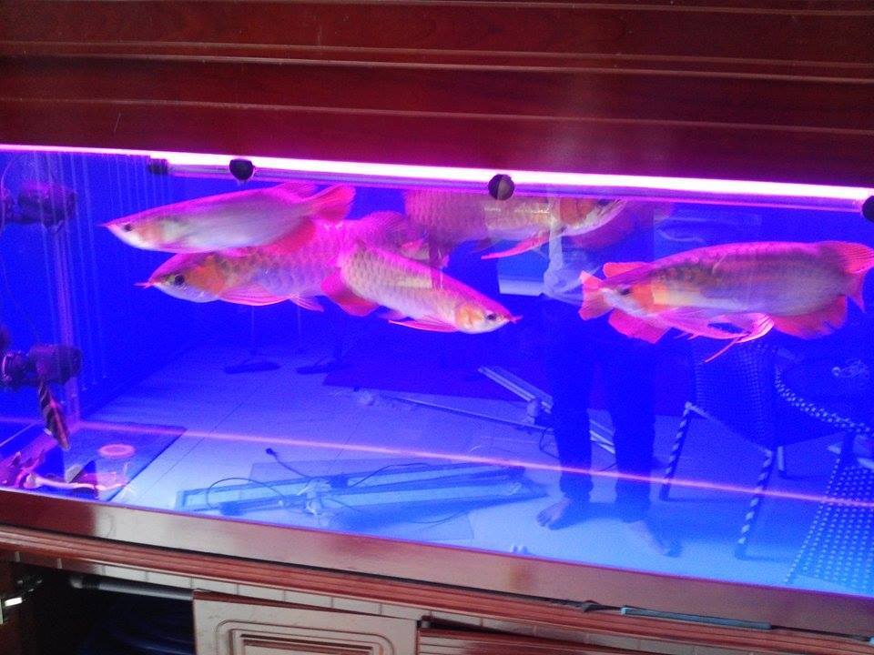 Đèn cho hồ cá rồng vị trí đặt như thế nào chuẩn?