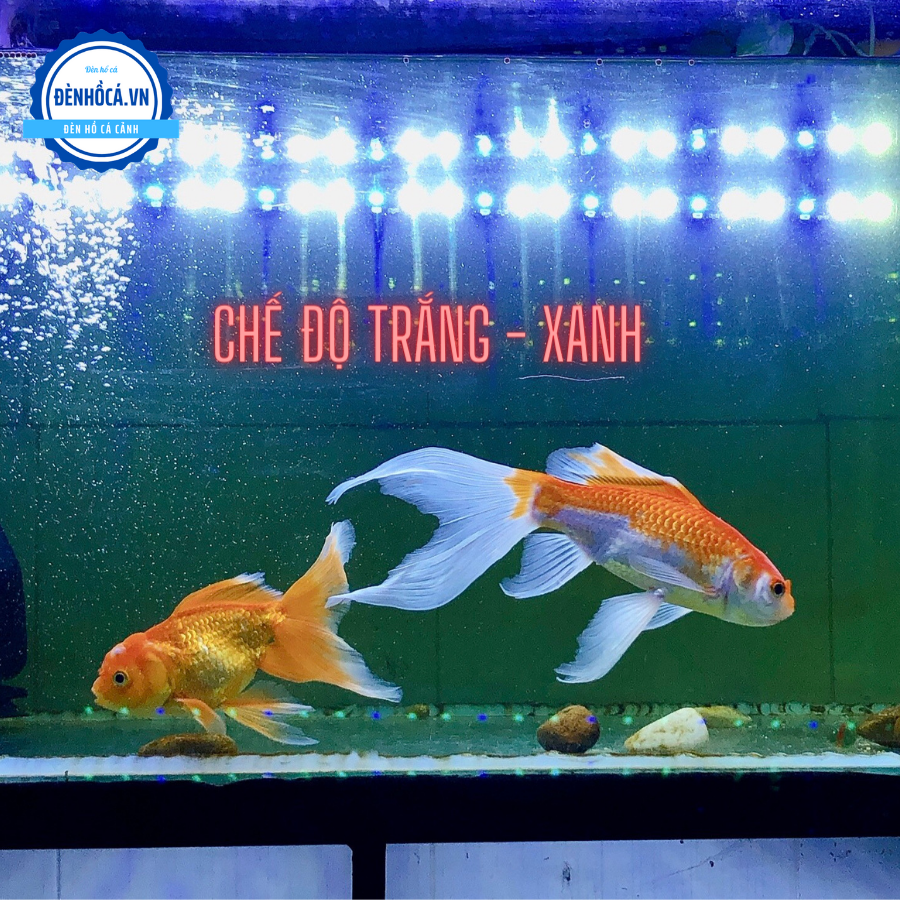 Đèn TANNING - SOI CÁ 52 cm cho cá Huyết Long, các loài cá màu ĐỎ, HỒNG, CAM