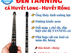Đèn led chuyên dụng cho cá rồng huyết long tại Đèn Hồ Cá