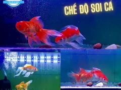 Địa điểm bán đèn tanning cho cá huyết long