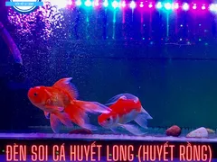 Cách bật đèn bể cá hạn chế rêu phát triển trong hồ thủy sinh