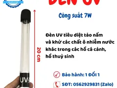 Hướng dẫn chọn đèn UV phù hợp cho hồ cá Koi
