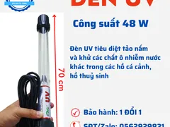 Dùng đèn UV hồ cá Koi, có nên hay không?