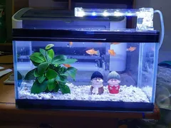 Sử dụng đèn led cho hồ thủy sinh tiết kiệm điện hơn đèn huỳnh quang