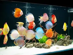 Tips sử dụng đèn led cho bể cá mini thêm sinh động