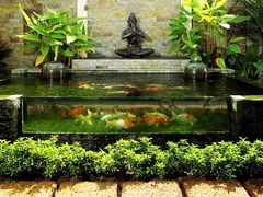 Tư vấn sử dụng đèn led cho bể cá KOI