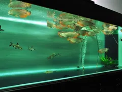 Thời gian mở đèn cho hồ thủy sinh như thế nào hợp lý nhất ?