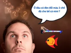 Địa chỉ cung cấp đèn đổi màu 3 chế độ cho bể cá mini