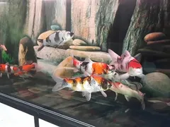 6 điểm thú vị về đèn led cho hồ thủy sinh