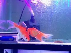 Báo giá đèn led bể cá thủy sinh rẻ nhất tại TPHCM