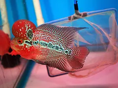 Nên chọn loại đèn led nào cho cá La Hán ?