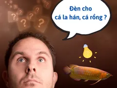Địa chỉ cung cấp đèn led cho bể cá rồng, cá la hán