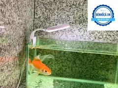 Ở đâu bán đèn bể cá đẹp, đa dạng kiểu dáng ?