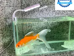 Hướng dẫn bảo dưỡng bể cá mini có đèn led đúng quy trình