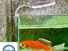 4 lưu ý quan trọng khi chọn mua đèn chiếu sáng cho bể cá cảnh để bàn làm việc