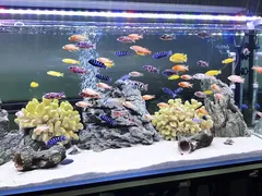 Hướng dẫn sửa đèn led bể cá