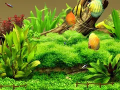 Làm bể cá cảnh cần chuẩn bị những dụng cụ gì ?