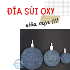 ĐĨA SỦI OXY HỒ CÁ SIÊU MỊN đường kính 8cm