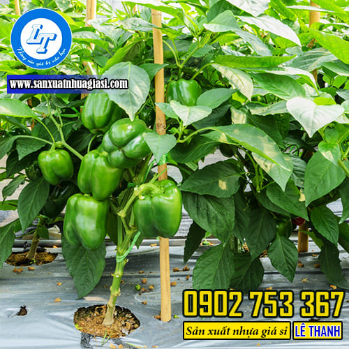 Màng phủ nông nghiệp giúp cây trồng ít sâu bệnh