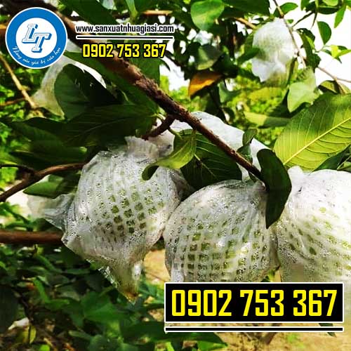 Bao xốp bọc ổi