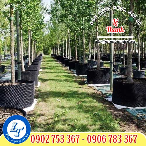 bầu ươm cây tại các nhà vườn bầu ươm cây tại các nhà vườn