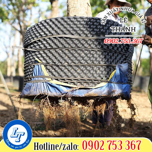 Bầu ươm cây thông minh giúp bộ rễ phát triển khỏe mạnh