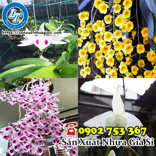 Các dòng lan phi điệp