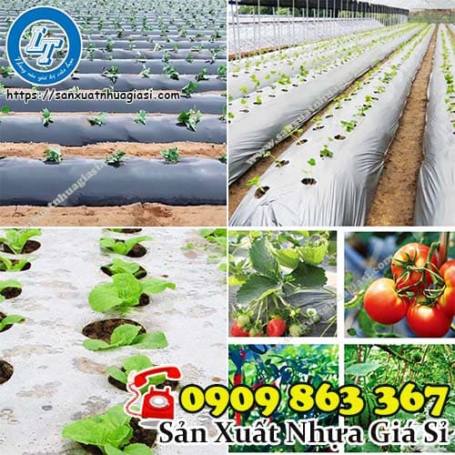 Các loại màng phủ nông nghiệp Các loại màng phủ nông nghiệp