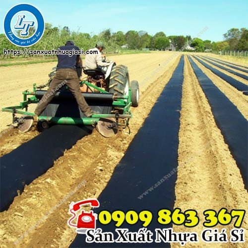 Phủ màng nông nghiệp lên các luống đất Phủ màng nông nghiệp lên các luống đất