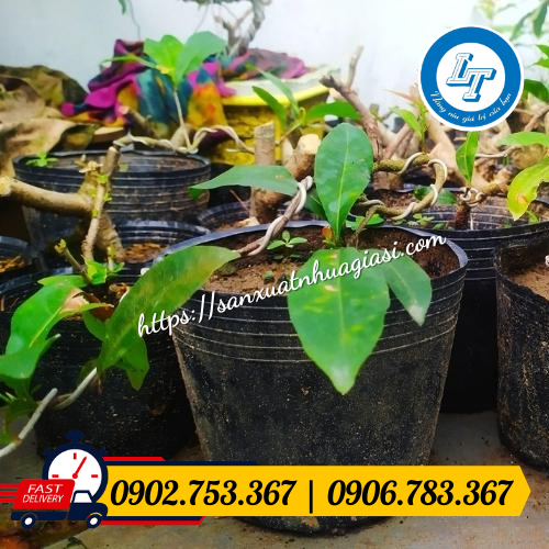 Chậu nhựa C10 ứng dụng trong việc trồng mai Chậu nhựa C10 ứng dụng trong việc trồng mai