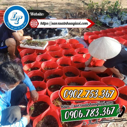 Chậu nhựa được sử dụng để trồng hoa tết Chậu nhựa được sử dụng để trồng hoa tết