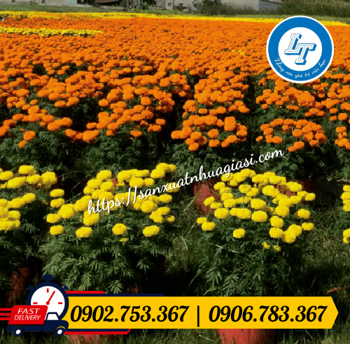 Chậu mềm được dùng nhiều trong ngày tết Chậu mềm được dùng nhiều trong ngày tết