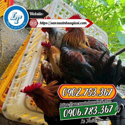 Ứng dụng của lồng gà Ứng dụng của lồng gà