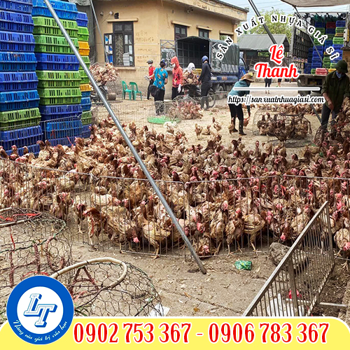 Sự phổ biến của lồng nhựa bắt gà trong chăn nuôi Sự phổ biến của lồng nhựa bắt gà trong chăn nuôi