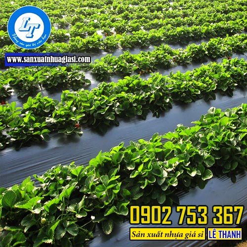 Ứng dụng của màng phủ nông nghiệp có đục lỗ