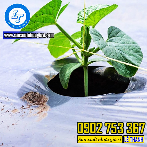 Màng phủ nông nghiệp màu trắng giúp cây trồng hấp thu ánh sáng tốt hơn
