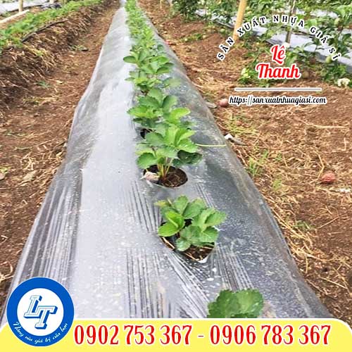 Công dụng của màng phủ nông nghiệp đục lỗ Công dụng của màng phủ nông nghiệp đục lỗ