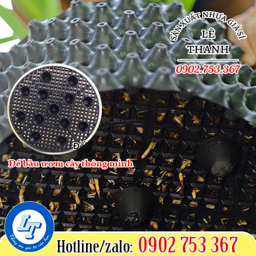 Đế bầu ươm cây thông minh