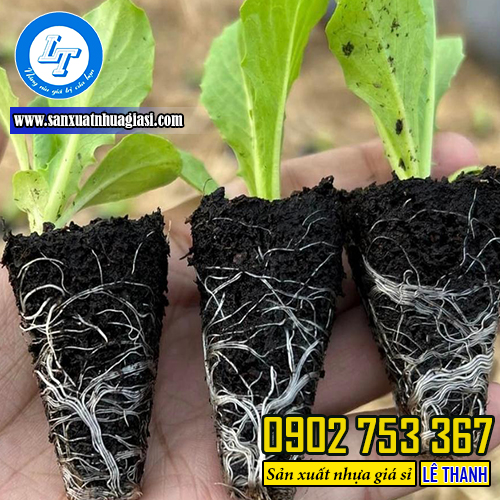 Sử dụng khay ươm cây giúp hạn chế tình trạng nút gãy rễ Sử dụng khay ươm cây giúp hạn chế tình trạng nút gãy rễ