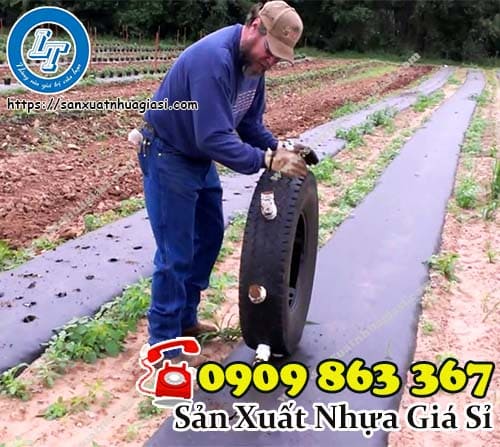 Thao tác đục lỗ gieo hạt trên màng phủ nông nghiệp Thao tác đục lỗ gieo hạt trên màng phủ nông nghiệp