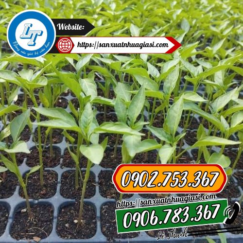 Vỉ ươm giúp cây giống phát triển ổn định Vỉ ươm giúp cây giống phát triển ổn định