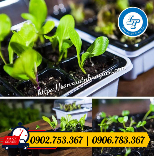 Ưu điểm tiện lợi của khay ươm Ưu điểm tiện lợi của khay ươm
