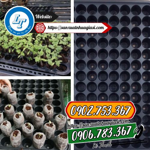 Khay ươm tròn giúp cây phát triển tốt Khay ươm tròn giúp cây phát triển tốt
