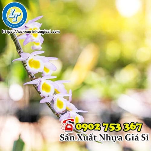 Lan phi điệp là gì?