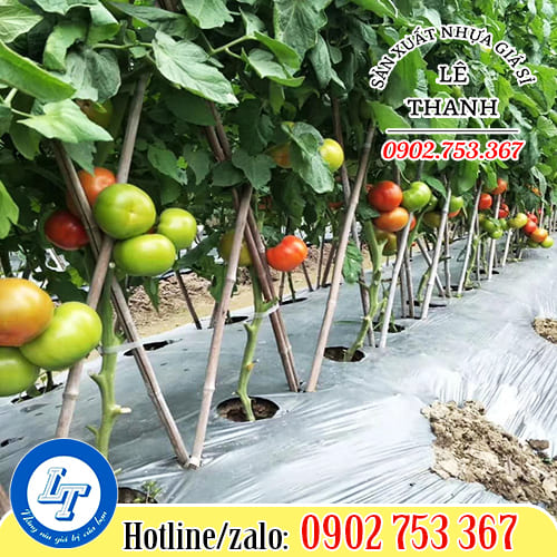 Công dụng từ màng phủ nông nghiệp đem lại